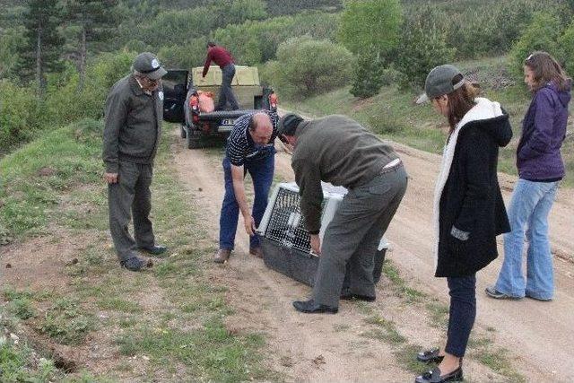 Tedavisi Tamamlanan Kara Akbaba Özgürlüğe Kanat Çırpttı