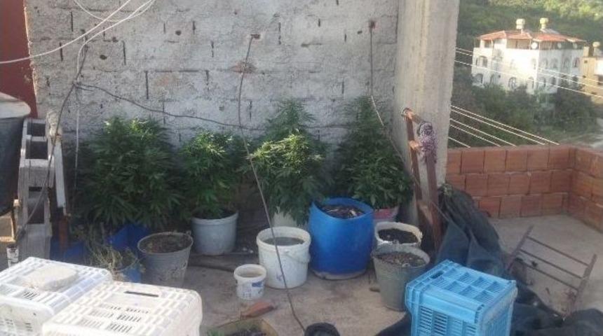 Terasta Saksılar İ&ccedil;inde Hint Keneviri Ele Ge&ccedil;irildi