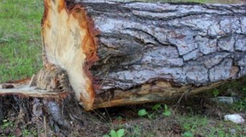 Kesmeye &Ccedil;alıştığı &Ccedil;am Ağacının Altında Kaldı