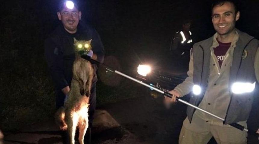 Tellere Takılan Tilki &Ouml;l&uuml; Taklidi Yaptı