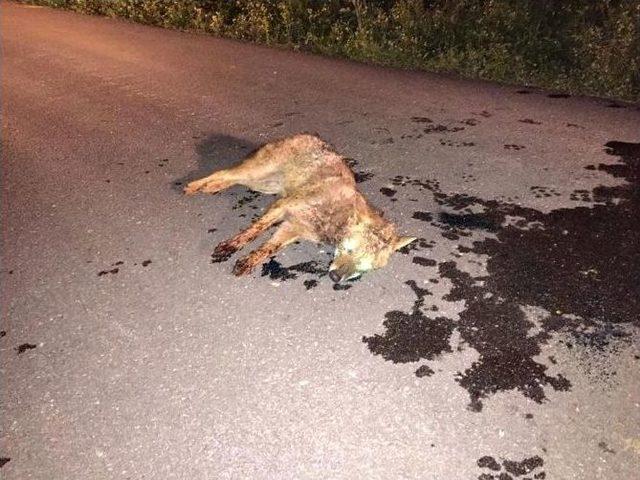 Tellere Takılan Tilki Ölü Taklidi Yaptı