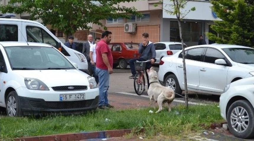 Pitbull Korku Sa&ccedil;tı