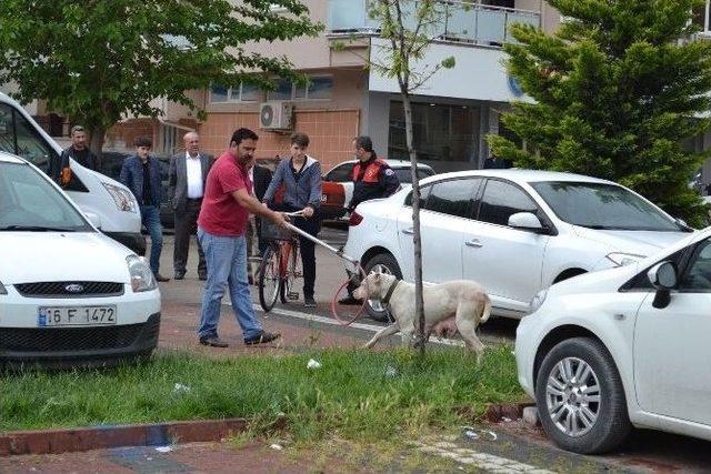 Pitbull Korku Saçtı