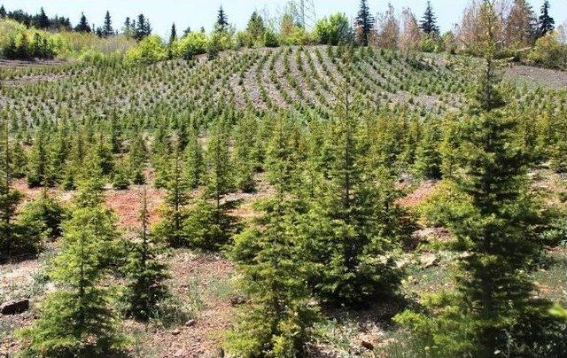 Kastamonu&rsquo;da 1800 Dekar Alan Rehabilite Edildi 1