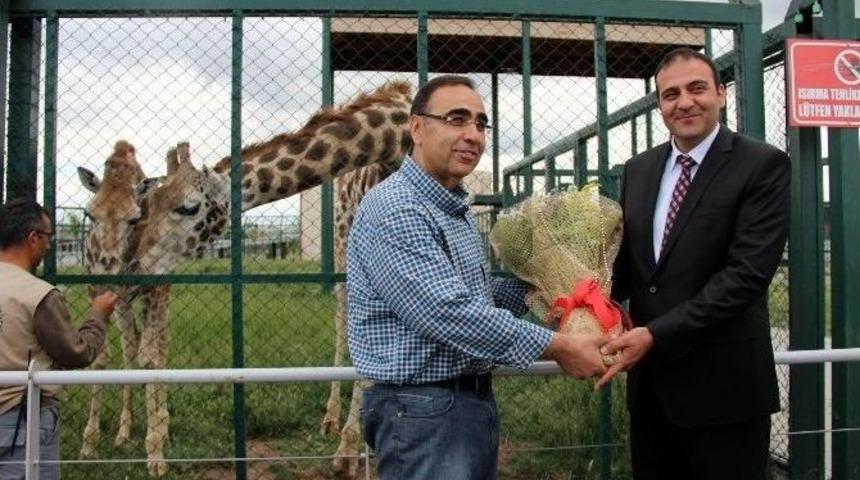 T&uuml;rkiye&rsquo;de Bir İlk: Z&uuml;rafa &lsquo;selvi&rsquo; İ&ccedil;in Kız İsteme T&ouml;reni D&uuml;zenlendi