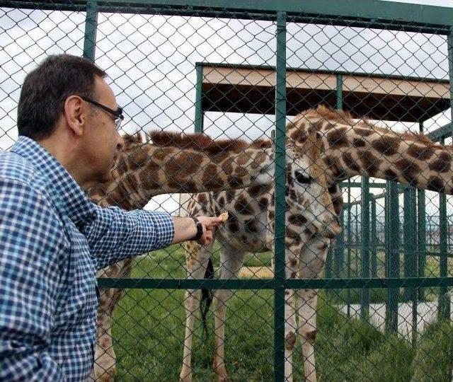 Türkiye’de Bir İlk: Zürafa ‘selvi’ İçin Kız İsteme Töreni Düzenlendi 2