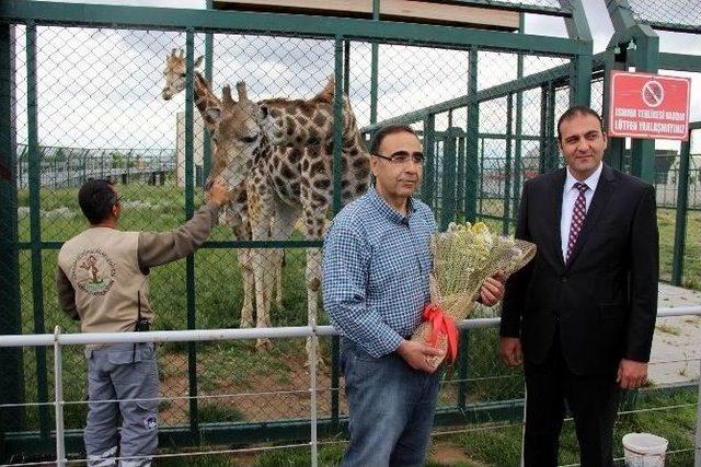 Türkiye’de Bir İlk: Zürafa ‘selvi’ İçin Kız İsteme Töreni Düzenlendi