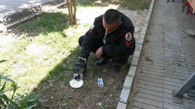 Radyat&ouml;r Pervanesine Sıkışan Kediyi İtfaiye Kurtardı 1