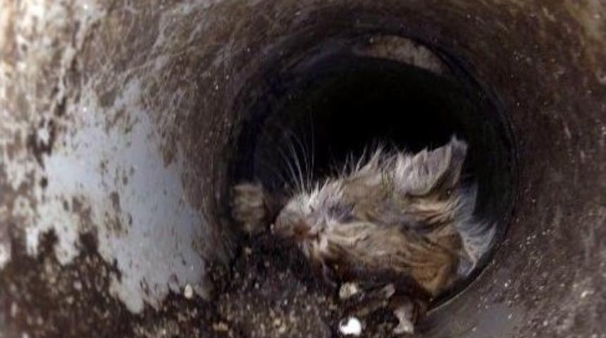 Boruya Sıkışan Yavru Kediyi İtfaiye Kurtardı