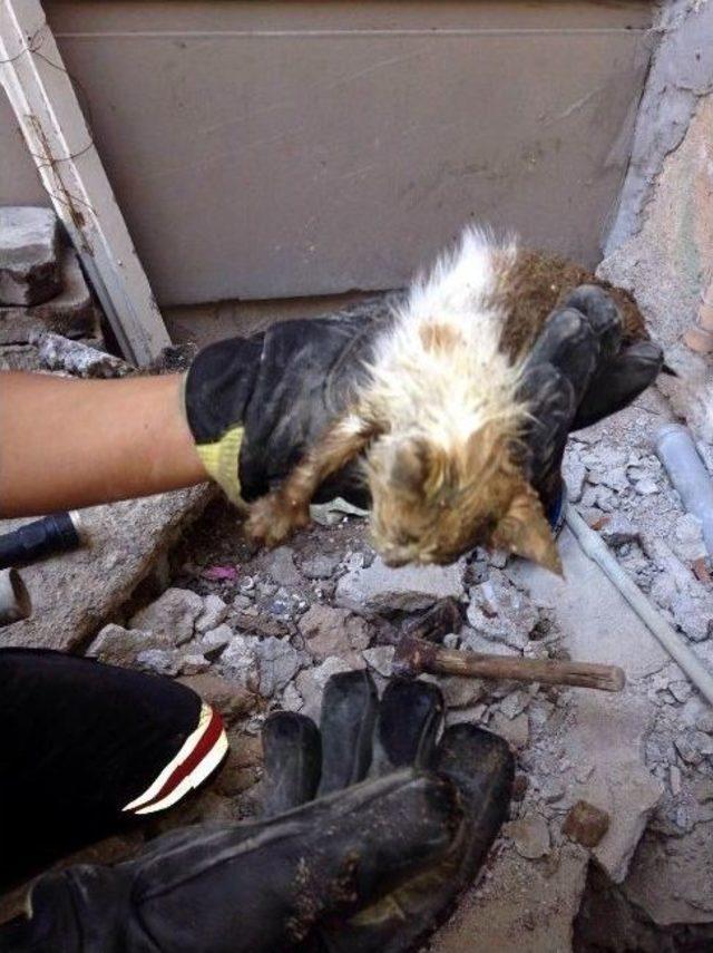 Boruya Sıkışan Yavru Kediyi İtfaiye Kurtardı 1