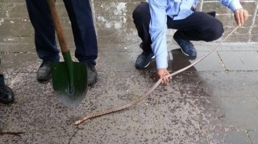 Meslek Y&uuml;ksek Okulunda G&ouml;r&uuml;len Yılan &Ouml;ld&uuml;r&uuml;ld&uuml;