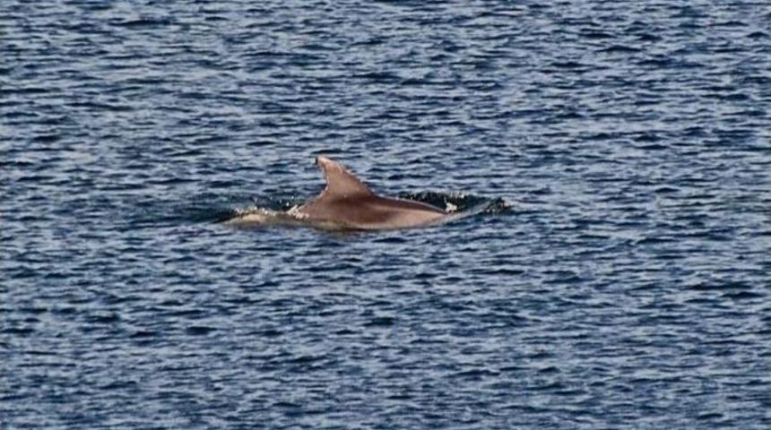 Bursa&rsquo;da Yunuslardan S&uuml;rpriz Ziyaret