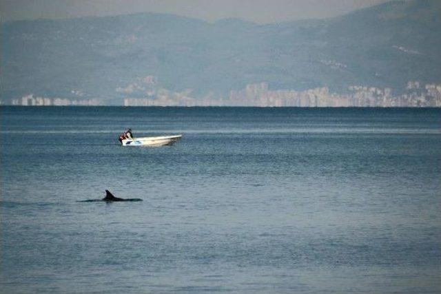 Bursa’da Yunuslardan Sürpriz Ziyaret