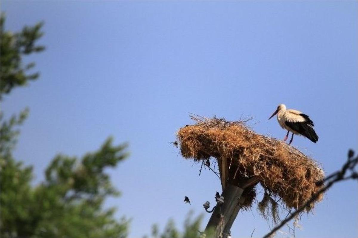 (&ouml;zel Haber) Leylekler K&ouml;ylerine Geldi, Festival Hazırlığı Başladı