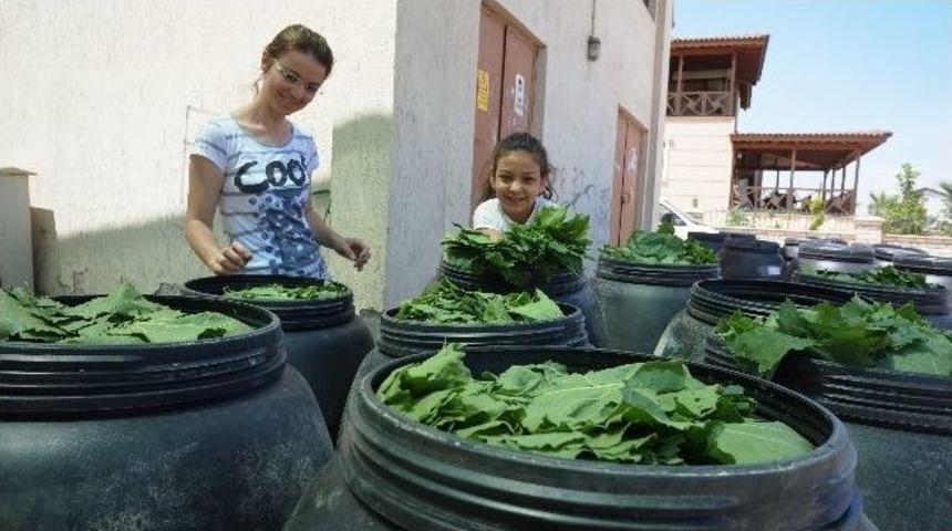 Sarıg&ouml;l&rsquo;de Taze Bağ Yaprağı Alımları Başladı