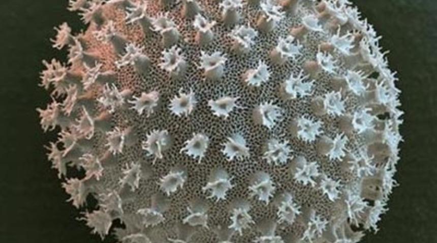 D&uuml;nyanın en dayanıklı canlısı