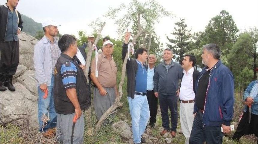 22 Bin Yabani Zeytin Aşılandı