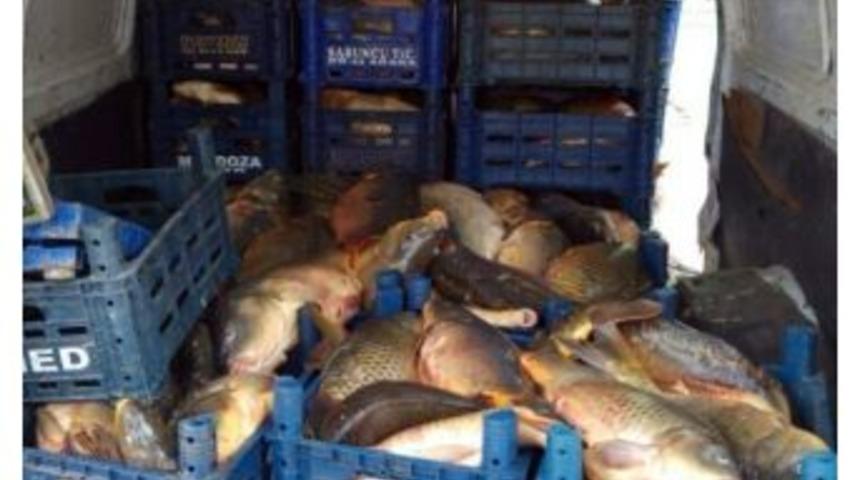 Elazığ&rsquo;da Ka&ccedil;ak Avlanan 2 Ton Balık Ele Ge&ccedil;irildi