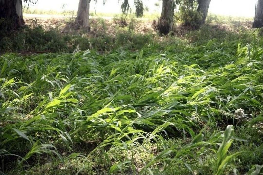 Adana&rsquo;da Sağanak Ve Dolu Milyonlarca Liralık Zarara Neden Oldu