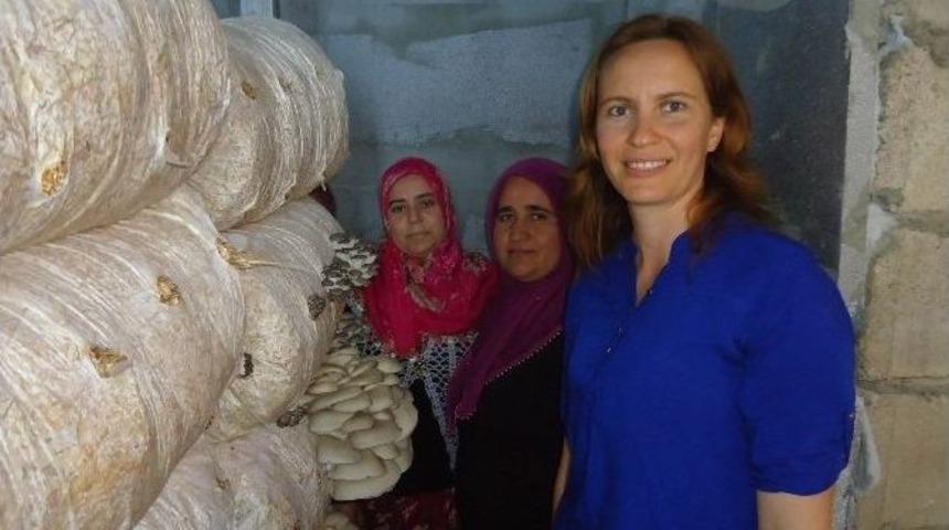 Kayın Mantarı Yetiştiriciliği Hasadına Tarla G&uuml;n&uuml; D&uuml;zenlendi