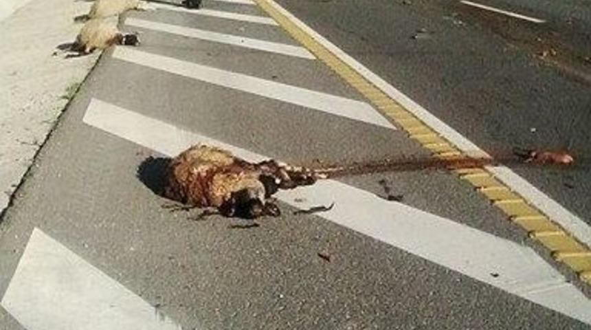 Balıkesir&rsquo;de Aracın &Ccedil;arptığı 11 Koyun Telef Oldu