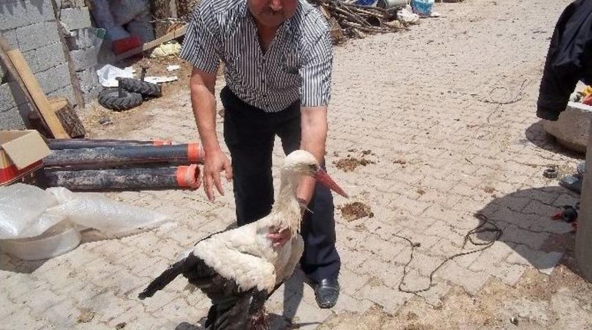 Yaralı Leylek Tedavi Altına Alındı