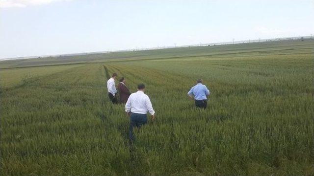 Ahimehmet&rsquo;de Buğday Ve Arpa Demastrasyonu Yapıldı 1