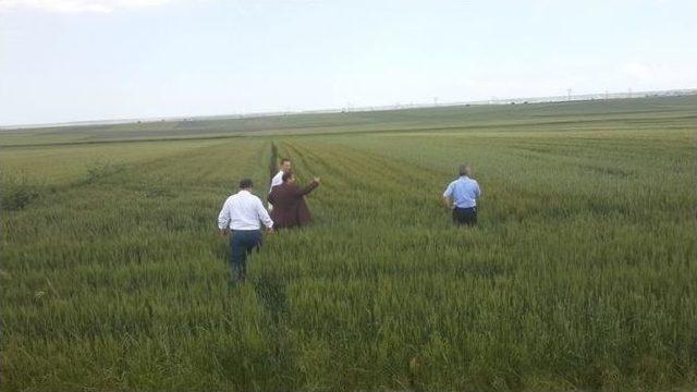 Ahimehmet&rsquo;de Buğday Ve Arpa Demastrasyonu Yapıldı 2