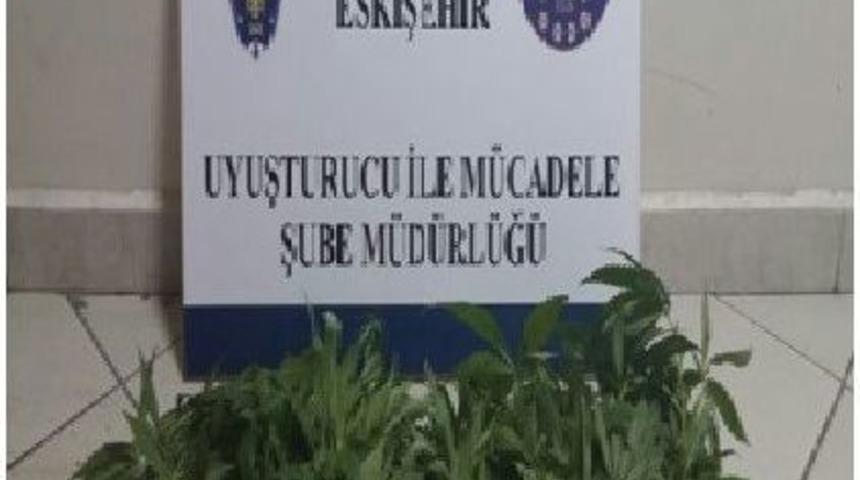 Eskişehir&rsquo;de Bah&ccedil;eye Ekilmiş 20 K&ouml;k Hint Keneviri Ele Ge&ccedil;irildi
