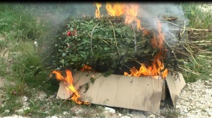 Edirne&rsquo;de 750 K&ouml;k Haşhaş Bitkisi İmha Edildi