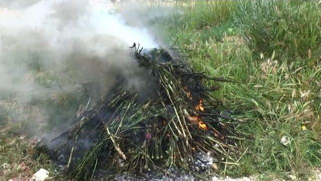 Edirne&rsquo;de 750 K&ouml;k Haşhaş Bitkisi İmha Edildi 1