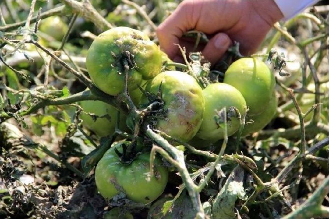 &Ccedil;ukurova&rsquo;da Tarım Arazilerini Dolu Vurdu