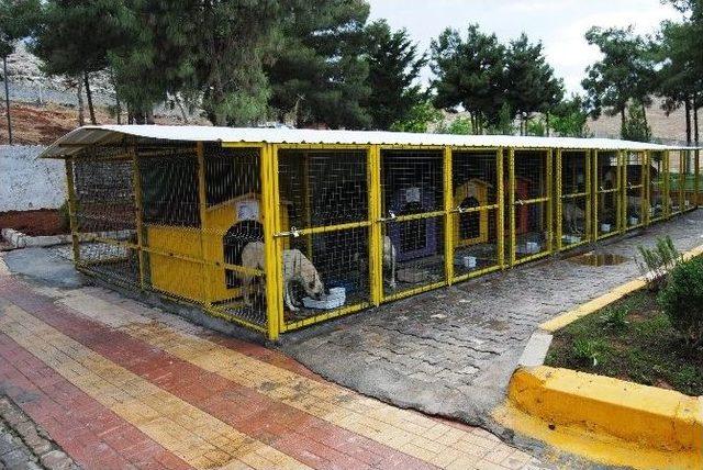 B&uuml;y&uuml;kşehir Belediyesinden Evsiz Hayvanlara Konforlu Hizmet 1