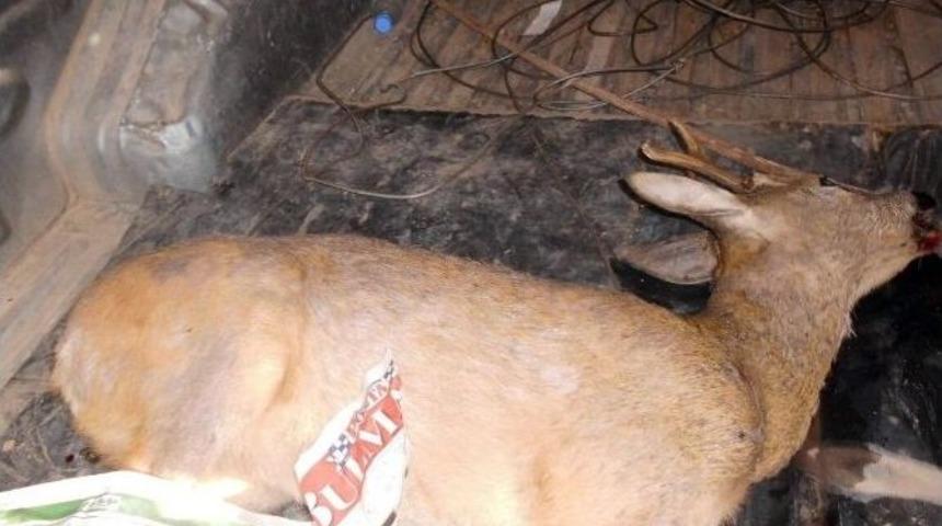 Tren&rsquo;in &Ccedil;arptığı Ceylan Telef Oldu