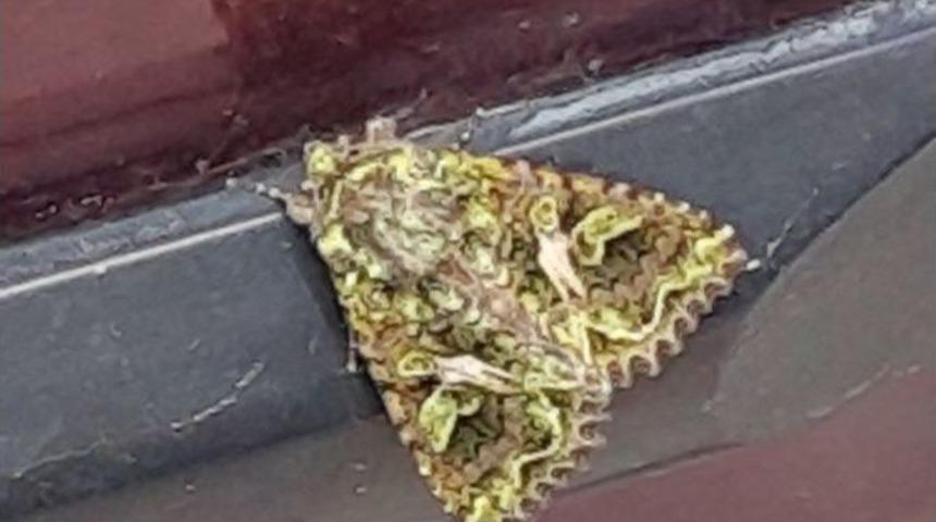 İlgin&ccedil; Kelebek