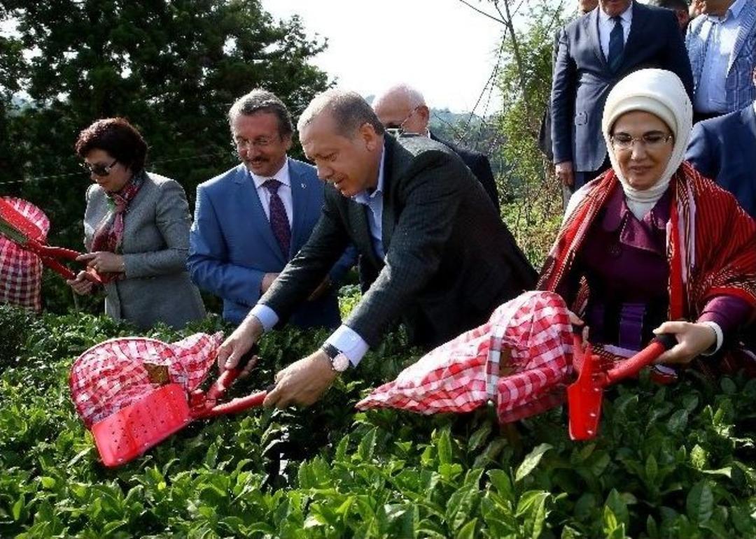 Cumhurbaşkanı Erdoğan &Ccedil;ay Bah&ccedil;esine Girdi, &Ccedil;ay Kesti