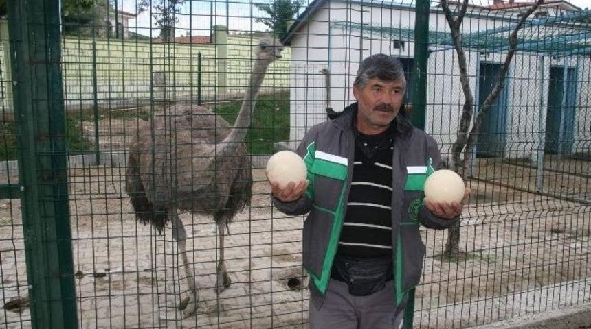 Yozgat Hayvanat Bah&ccedil;esindeki Devekuşu Yumurtladı