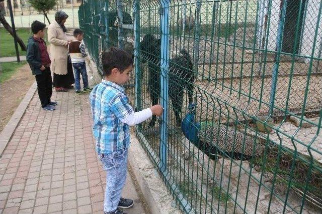 Yozgat Hayvanat Bah&ccedil;esindeki Devekuşu Yumurtladı 1