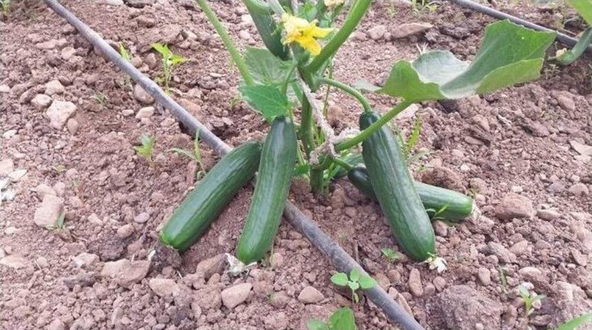 Hakkari&rsquo;de Yerli Sebze Sevinci