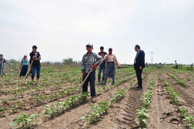 T&uuml;mer: "tarım İş&ccedil;ilerine Kamp Alanı Oluşturulmalı" 1