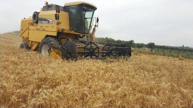 Buğday Hasadı Buruk Başladı 1