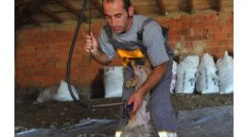 Ankara, Kırkım Şampiyonasına Ev Sahipliği Yapıyor