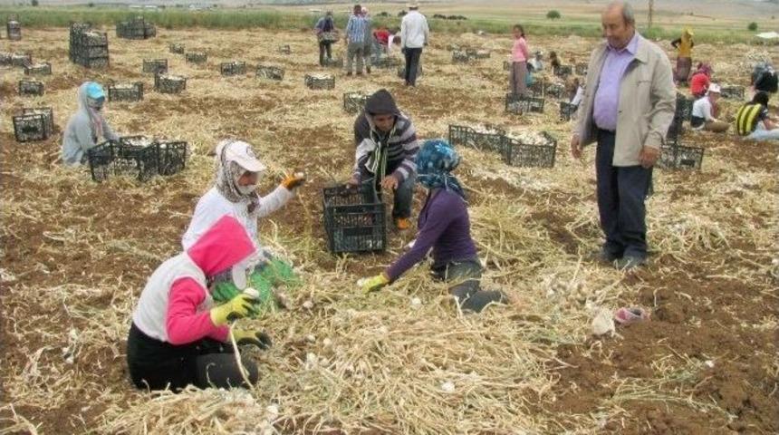 Sarımsak Hasadı 10 Bin Tarım İş&ccedil;isine İş İmkanı Sağlıyor