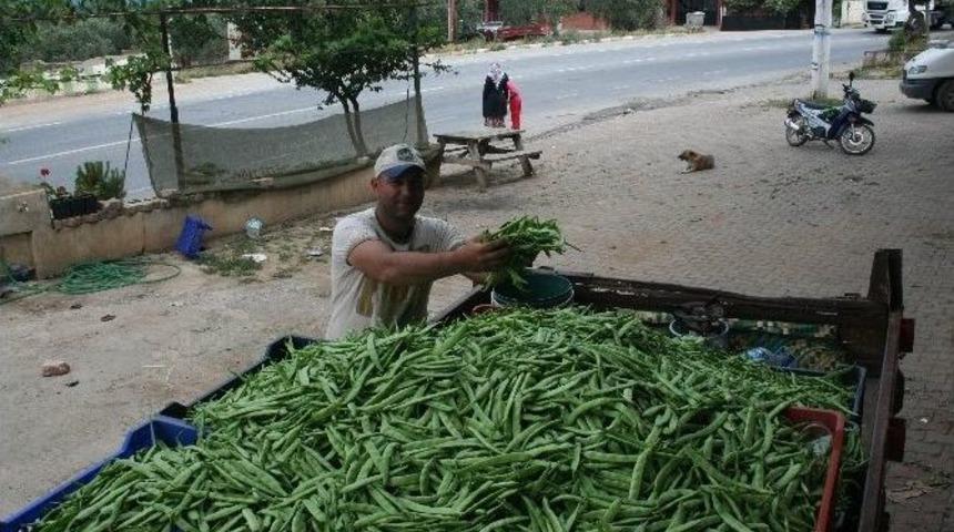 Taze Fasulyenin Hasadına Başlandı