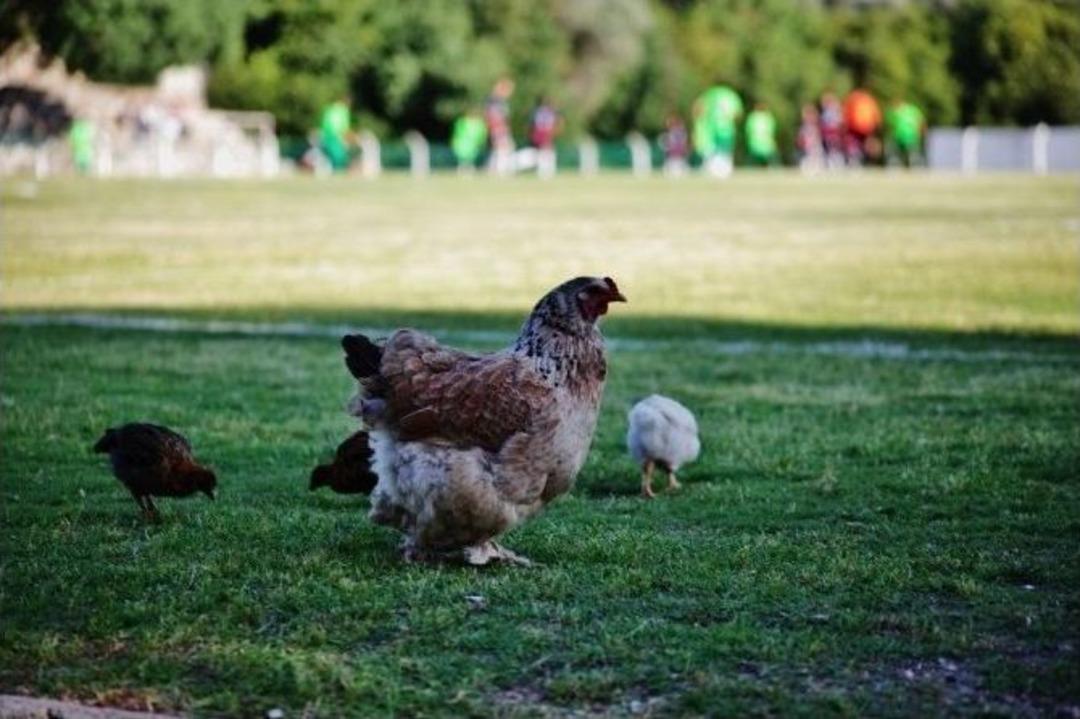 Sahaya Giren Tavuklar Ve Civcivler İlgin&ccedil; G&ouml;r&uuml;nt&uuml; Oluşturdu