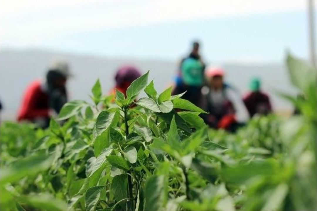 (&ouml;zel Haber) Biber &Uuml;reticisinin Kuraklıkla İmtihanı