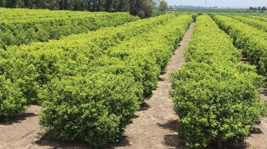 Turun&ccedil;gil &Uuml;reticisini Rusya Krizinden Sonra Dolu Vurdu