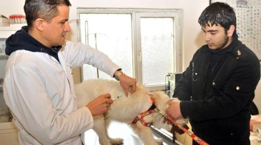 Hedef, Aşılanmamış Evcil Hayvan Bırakmamak