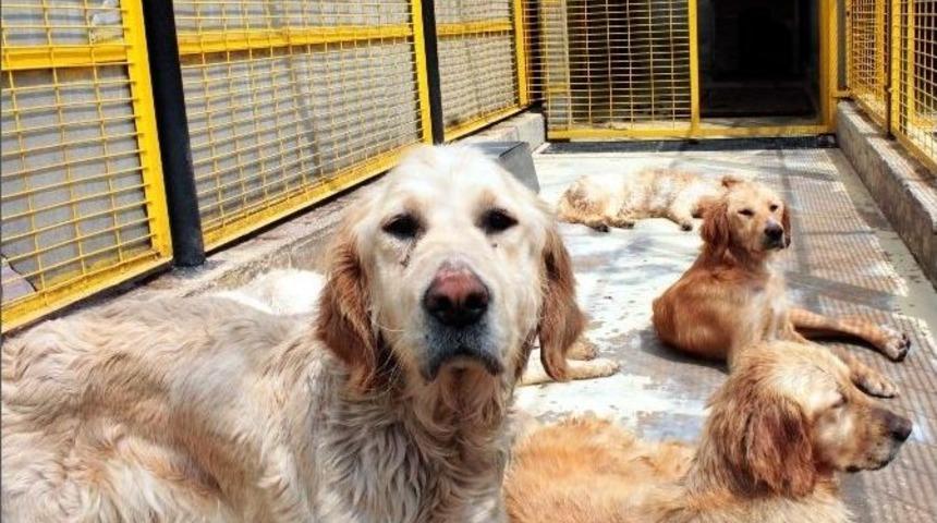 Abd’den Türkiye’de Golden Operasyonu