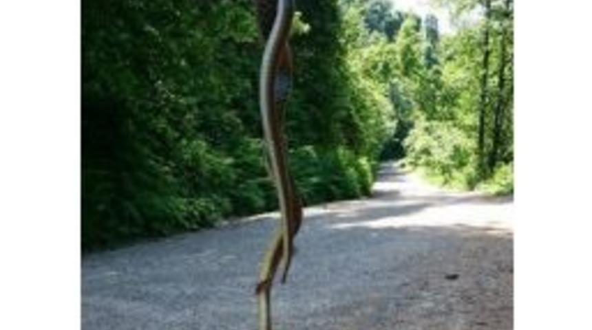 Trabzon Ve Rize&rsquo;de Son Bir Ayda Onlarca Yılan &Ouml;ld&uuml;r&uuml;ld&uuml;